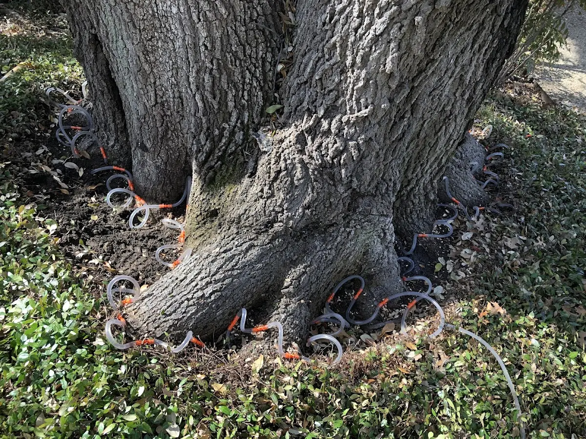 Detailed Tree Cabling and Bracing job site in Logandale