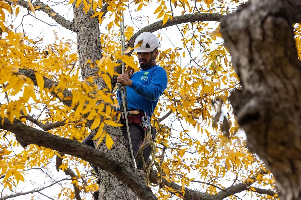 Skilled Tree Planing crew working in Logandale